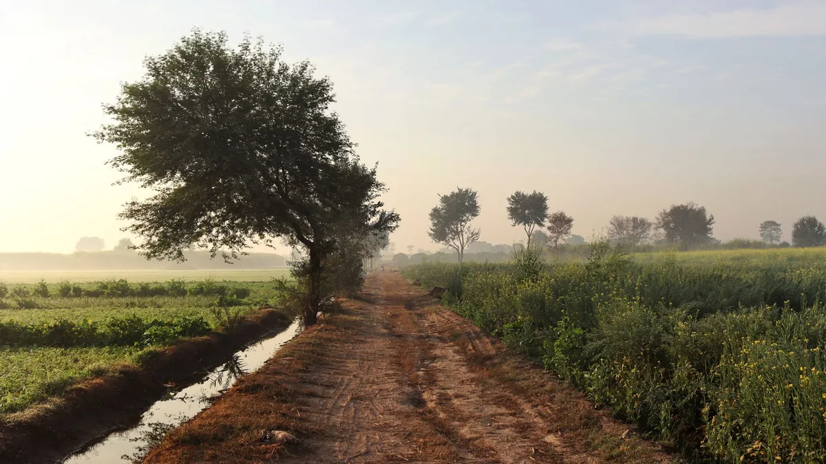 A serene dirt road flanked by trees and fields under a misty morning sky, perfect for tranquil photography.