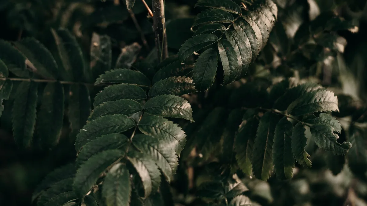 A close-up shot of dark green fern leaves providing an earthy and natural feeling.